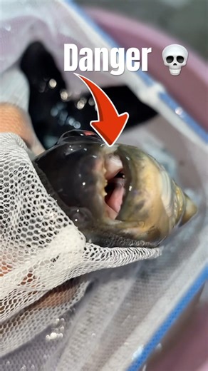 Danger fish inside tank 💀 #shorts