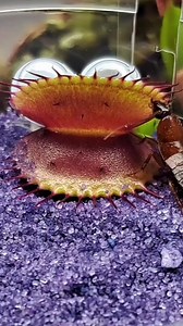 5.5K views · 32 reactions | 奈 Simply a masterpiece   Venus fly traps snacking on a roach in the purple sand of Pluto  #carnivorousplant #tropicalplants #venusflytrap #flytrap #nepenthes #drosera #sundew #cephalotus #sarracen | Carnivorous Plants | Facebook