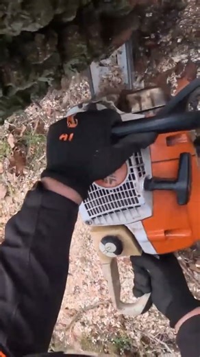 Felling an hazardous birch tree. #treefelling #chainsaw #stihl #logging #loggingequipment