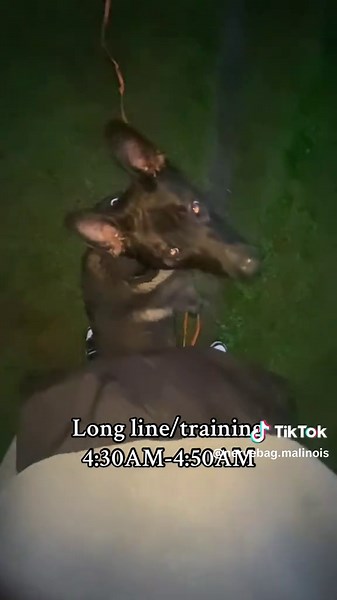 Daily Exercise Routine for Belgian Malinois Dogs