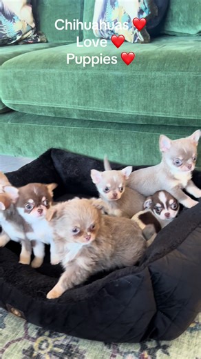 Chihuahuas: Adorable Puppies Spreading Love