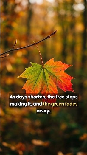 Why Do Leaves Change Color in Fall? Here's the Quick Why
