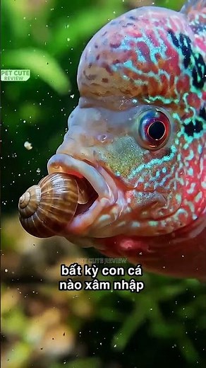 Cá La Hán Nhớ Mặt Chủ Nhưng Cực Kỳ Hung Dữ! #shorts #fish