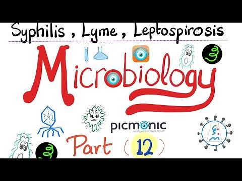 Microbiology - Spirochetes, Syphilis, TORCH, Leptospira, Borrelia, Lyme disease - Picmonic - Part 12
