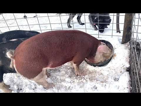 Introducing our Hereford Pigs