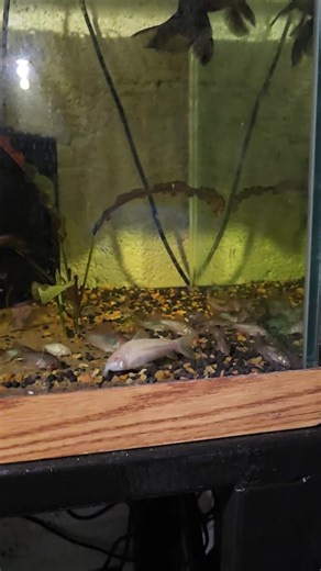 Danielle Furlong (@danielle.furlong7)’s videos with original sound - Danielle Furlong