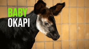 10K views · 741 reactions | Seven months after okapi Lindi, okapi...