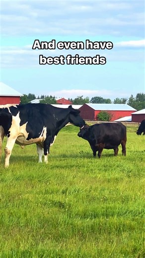 45K views · 2.6K reactions | We’re celebrating 38 years of Farm Sanctuary today! Since 1986, Farm Sanctuary has been a home to farm animals in need. We hope their stories of rescue, rehabilitation, and resilience inspire you to celebrate farm animals with us not only today but every day. Farm animals are our friends. They’re someone, not something.   #farmanimals #farmsanctuary #animalrescue | Farm Sanctuary | Facebook