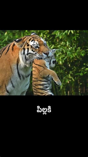 వేద మంత్రాలను ఇలా పఠించాలి | How to Chant Vedas