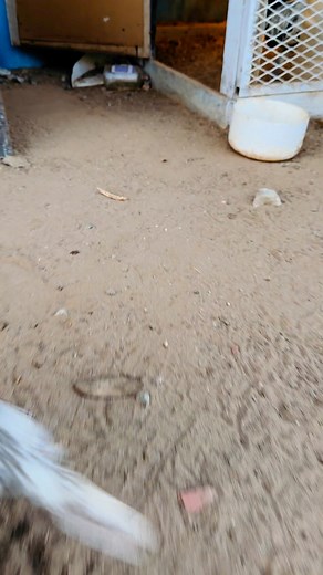 Aseel murgi or Chota murga #foryou #viral #reels | Tariq Aseel pear