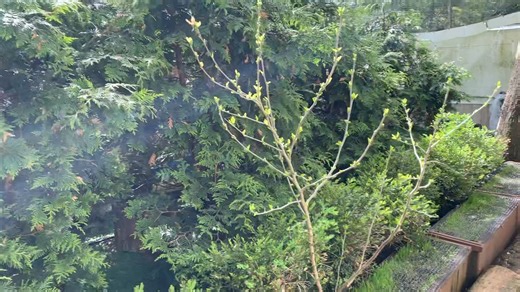 Happy cat sanctuary showing off its feral area used for most of the feral to hide during the day and also where we’re growing the new cat grass. This is an example of what we are going to do for the Ferals and the Friendly’s but separate areas and in a much bigger acreage space and it will truly be amazing !😻 | Happy Cat Sanctuary