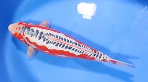 #Koi #KoiFish #KoiPond #KoiCarp #KoiLove #KoiKeeping #KoiArt #KoiGarden #KoiLife #KoiCommunity #KoiFishing #KoiFarm #KoiLovers #KoiBreeding #KoiLove #KoiMagic #KoiParadise #KoiPondLife #KoiBeauty #KoiWonder #KoiDreams #KoiBliss #KoiSwim #KoiWorld #KoiArt #japan #KoiFever #KoiGarden #Koikichi #niigata | Koikichi - Nishikigoi Koi Club Japan