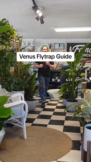 Tips for Keeping Venus Flytraps Thriving
