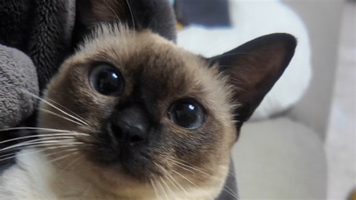 喳喳：我躺好了，快来摸我！