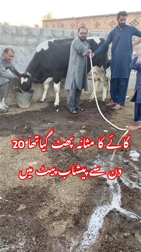 گائے کا مثانہ پھٹ گیا | Ruptured urinary bladder| Dystocia | #cow #bladder #viral #cow #vetdr #vet