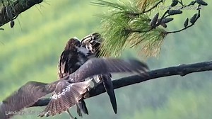Surprise! Watch a Red-tailed Hawk's sneak attack on an Osprey near the Savannah Nest Cam located on Skidaway Island, Georgia. After removing the Osprey from its perch, the hawk alights on a tree branch above, where it's spotted by the cam. Red-tailed Hawks are generally aggressive towards other raptors and will harass, chase, and attack other birds of prey that they encounter in their territory. Watch the Bird Cams LIVE at AllAboutBirds.org/Cams | Bird Cams