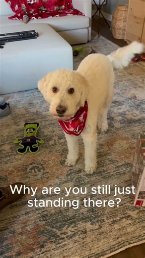 Day in the life Pt.1: Ruby wants lunch at 9:30!!! #doodledogs #dogshorts #dog #goldendoodle #puppy