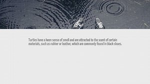 Why Do Turtles Attack Black Shoes