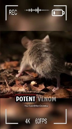 The Largest Spider in the World