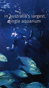 Get Up Close with snorkel or dive experiences at AQWA 🦈 Come face to fin with sharks, rays and iconic WA marine life in Australia’s largest single aquarium! Treat yourself or sort Father’s Day early and spoil Dad with a snorkel or dive experience/gift card 🤿 | AQWA The Aquarium of Western Australia