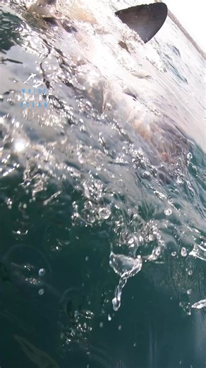 Great White Shark Jaws In Action And Eyes Roll Back | White Shark Ocean