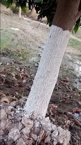 How to Protect Mango Trees from Insects and Disease#MangoTreeCare #GardeningTips #PlantProtection