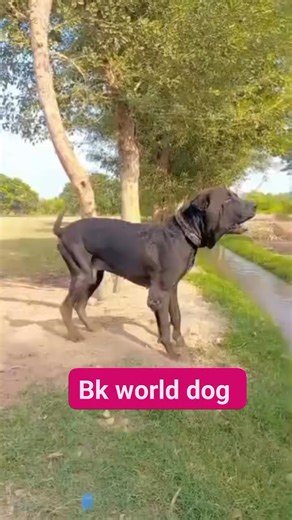 Bk world dog | Bk world dog