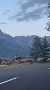 Evening rush hour 🦌🦌🦌 🎥: @townofmountainvillage | Visit Telluride