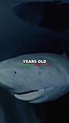 😱This Shark Is 512 Years Old🦈