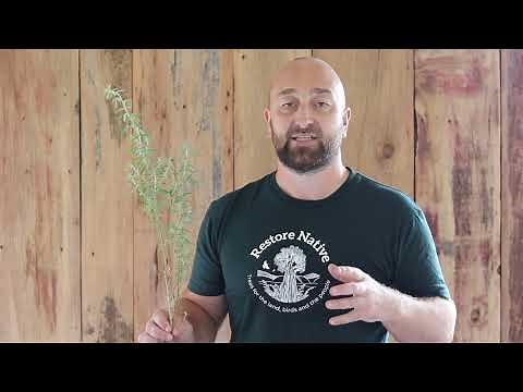 Tree Lucerne - Restore Native Plant Nursery