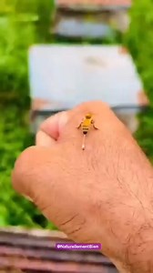 🐝 Le secret pour calmer une piqûre d'abeille... que peu de gens connaissent ! 😲 Si tu te fais piquer par une abeille, retire rapidement le dard, puis applique un mélange de bicarbonate de soude et d’un peu d’eau 🧴 👉 Ce remède naturel apaise la douleur, réduit l'inflammation et neutralise le venin 💪🌿 Un geste simple… mais qui peut vraiment faire la différence en été ! 🌞 #RemèdeNaturel #AstuceSanté #BienÊtre #Bicarbonate #VieSaine #SantéNaturelle #ConseilsUtiles #RemèdeDeGrandMère #PiqûreDA