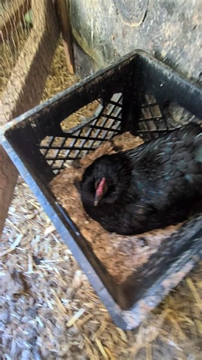 Is This Another Broody Hen?