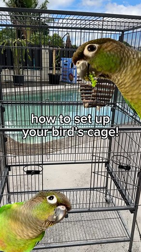 louis (louie) on Instagram: "Watch till the end for a lil’ cage POV ☺️❤️ & comment your bird’s favorite toy material-for Louis it’s anything with sola or mahogany pods! 🦜 If you’re newer to “parronthood”, or are a professional parront like @birdtricksofficial, it’s important to invest in quality toys, perches, and cages. These new toys from BirdTricks are soft, shreddable, and SAFE-Louis took some time getting over his fear of them but now he LOVES to shred them to bits ❤️ Check out @birdtricks