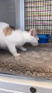 81 reactions · 5 comments | “Weebles Wobble But Don’t Fall Down”...