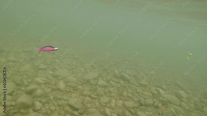 Pacific Salmon and steelhead pink intruder fly moving through a glacial river