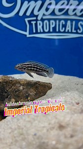 🐟 Did you know? The Julidochromis regani "Burundi" is a stunning cichlid native to the rocky shores of Lake Tanganyika! 💛 These little fish are all about family—once they find their mate, they stay together to guard their eggs and care for their fry. 🐠Perfect for anyone who lovesunique aquarium species with lots of personality! https://imperialtropicals.com/products/julidochromis-regani-burundi?_pos=1&_sid=56fcb13d4&_ss=r #FishFacts #AquariumLife #CichlidLove #LakeTanganyika | Imperial Tropic
