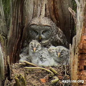 Nature is beautiful. "Like" our page for daily broadcasts from live wildlife cams around the world. | explore.org