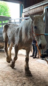 2.5M views · 127K reactions | When one of them would come back from treadmill therapy — they'd be so excited and give each other kisses ❤️‍啕 We talked to Erica, who told us how she'd never seen such a strong bond in horses before, and how their transformation is truly astonishing! Keep up with Erica and BraveHearts Equine Center on Instagram: https://thedo.do/braveheartsequine | The Dodo | Facebook