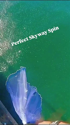 The perfect Skyway Spin! Developed on the skyway pier in Tampa this way of cast netting bait directly below the pier is a lot tougher than it looks as @runforthereels shows off! First you have to get the net all twisted up and then allow gravity to start spinning the metal weights outwards in the opposite direction . As this happens you then have to start going up and down with the net so eventually the force allows the net to open perfectly for the drop. The extra splash from the net did someth