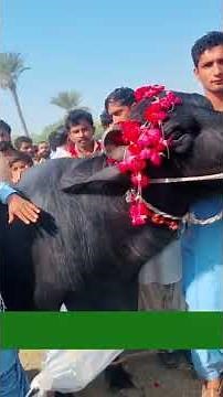 Doodhwali Bhains 🤲 mukabala Jeet chuki hai Doodhwali gay Jyada doodh Dene Wali gay #Bhains ka dudh