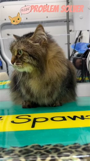 Regular grooming is a problem solver! It’s not just about looking fluffy ‍⬛ It helps prevent shedding, hairballs, ingrown nails, fleas, allergies, dermatitis, chin acne, stud tail, mats, and even pelted coats. Keeping your cat happy, healthy, and comfy 冀‍⬛ #catgrooming #jupitercatgroomer #catbrush #jupiter #jup #juplife | Cat Spa | Facebook