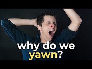 Why Do We Yawn? The Science Behind This Strange Habit