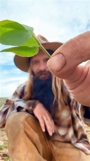 Foraging to stay young! The best foods I’ve ever eaten were gathered by hand from the land. Packed with minerals and nutrients that you can taste in the form of potent flavors. The hills around my wintercamp are coming alive in the first signs of spring. #Plants featured in this video in the same order are.. Lomatium Nudicaule (celery), Lomatium Bicolor (parsley), Lomatium Gormanii (salt n pepper) , Ranunculus occidentalis (western buttercup) Toxicoscordion venenosum (death camas) Claytonia perf