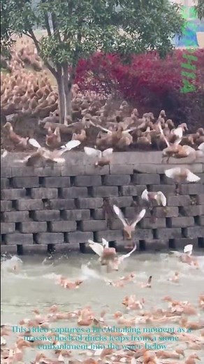 Thousands of Ducks Dive Into the Water Together