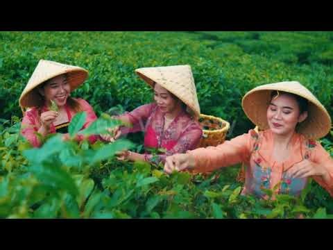 SANMA Premium Tea: Brewing Guide & Honest Taste Test