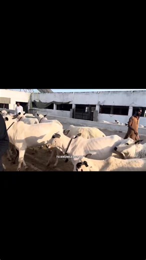 305K views · 10K reactions | Biggest Fateh Jangi Dhani Breed of SK Cattle Farm. | TS Knowledge TV Dairy and Agri Care | Facebook