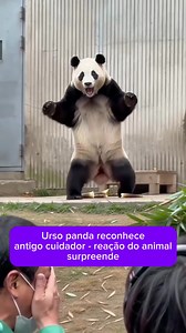 Como cuidar de um panda: gratidão e vínculo entre panda e cuidador