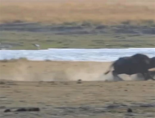 Chaos at the waterhole as lions try to hunt buffalo baby - see how buffalo momma and herd put a spirited fight? #lions #lion #buffalo #buffalobaby #bigcats ##lbigcatsofafrica #gamedrivesafari #babyanimals #predators #safari #wildlife #safariadventure #africansafari | Wildfriends Africa