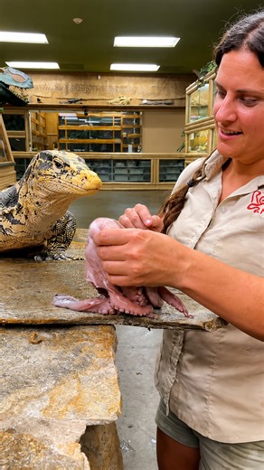 Powerful monitor lizard shows how it swallows a whole prey