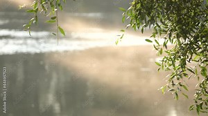 Beautiful charming soft sunlight through willow foliage at sunrisetime outside. Closeup view 4k video footage of tree branches in foreground and blurry sunny foggy river water, wood in background